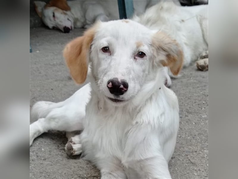 Pallino – familienhundliche Zukunft pfotenringend gesucht!