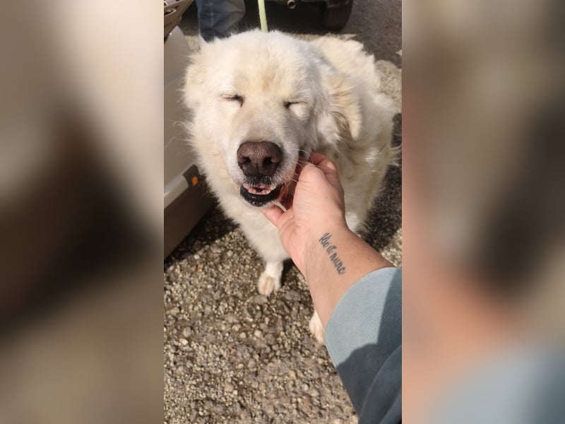 Chicco – höchste Zeit, für’s Leben als Familienhund zu lernen