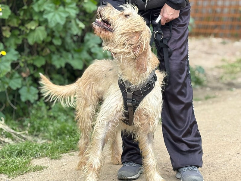 Guido Fussel – ein Schatzhund!