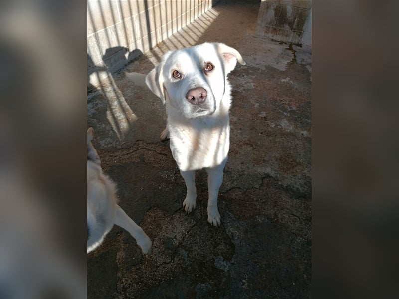 White: „Wartet hinter den Alpen (m)eine Familie auf mich?