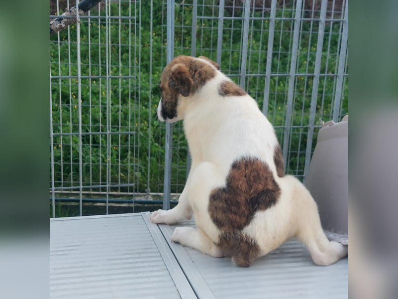 Dexter - ein eigenes Bettchen wäre schön