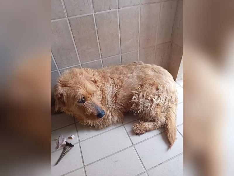 Wilma: „Nach Hause kommen! Wohin darf ich mich auf den Weg machen?