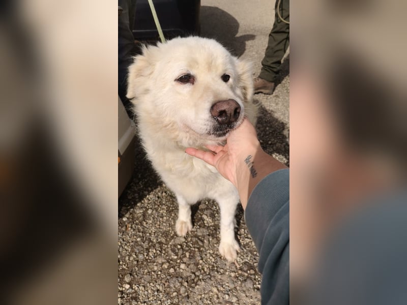 Chicco – höchste Zeit, für’s Leben als Familienhund zu lernen