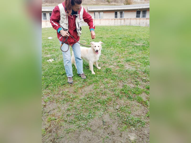 Miele – honigsüß und herzerfrischend