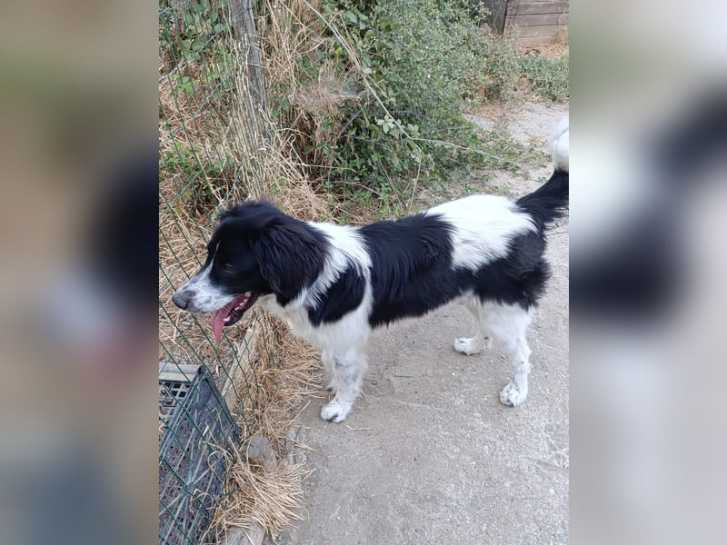 Nilo : “ Wann geht’s los mit dem Familienhundedasein?“