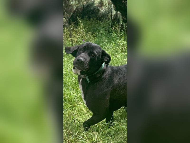 Tea – alles für meine Menschen