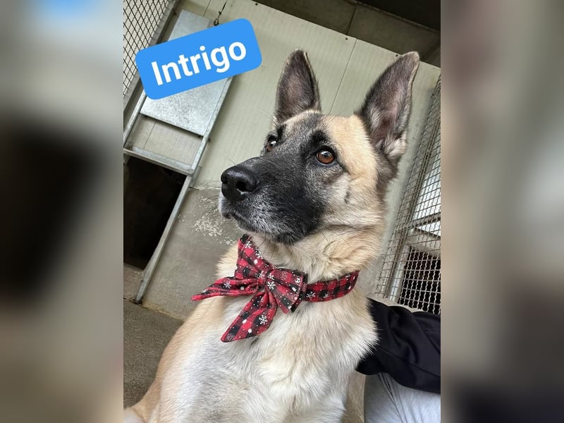 Intrigo: „Und wohin geht die Reise?…..“