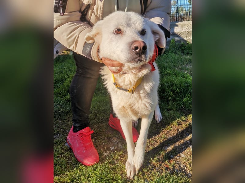 Samantha – Zuckerschnute