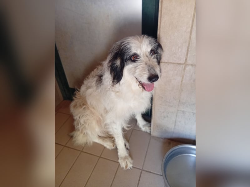 Betty –  liebevolles Geleit ins Leben gesucht