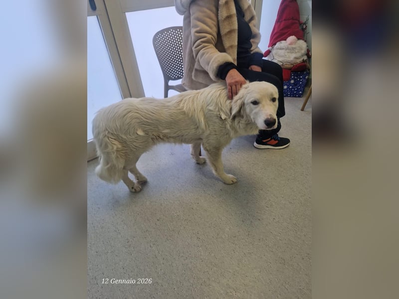 Puffo – Schäfchen im Hundepelz