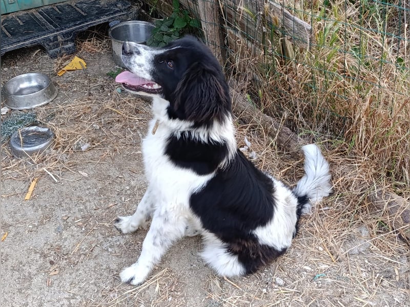 Nilo : “ Wann geht’s los mit dem Familienhundedasein?“