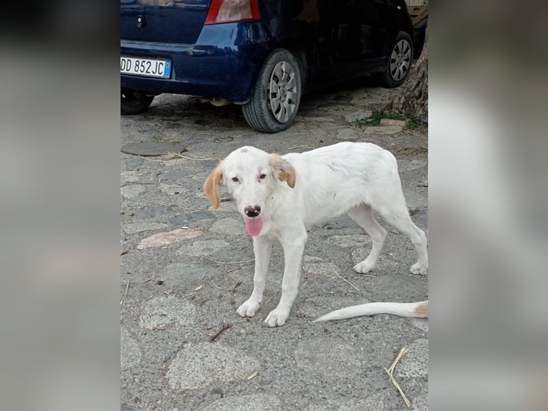 Pallino – familienhundliche Zukunft pfotenringend gesucht!