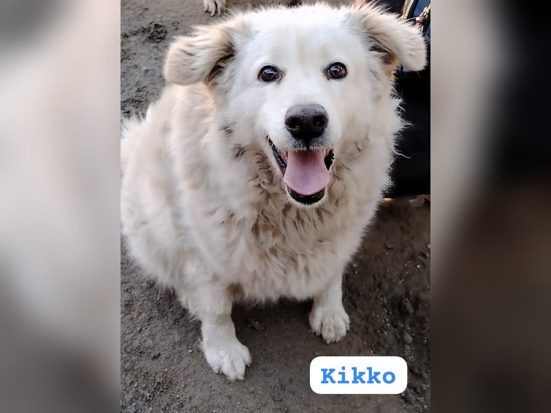 Chicco – höchste Zeit, für’s Leben als Familienhund zu lernen