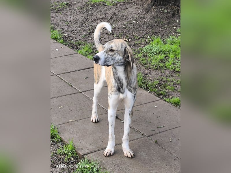 Tigro: bildschöner Hundebub