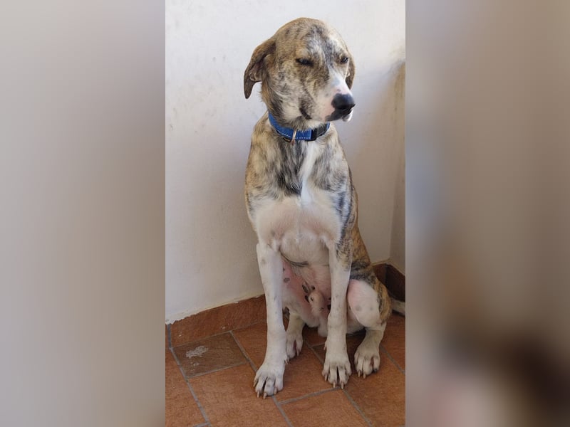 Tigro: bildschöner Hundebub