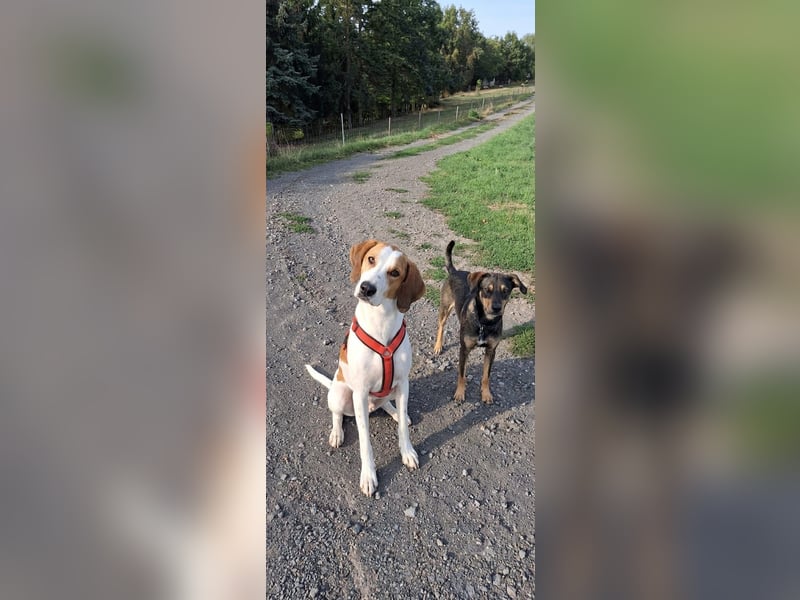 Artù - Traumhund für aktive Familien