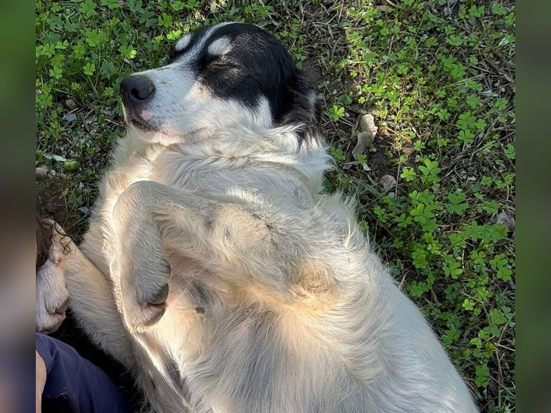 Bob - mindestens ein Engel