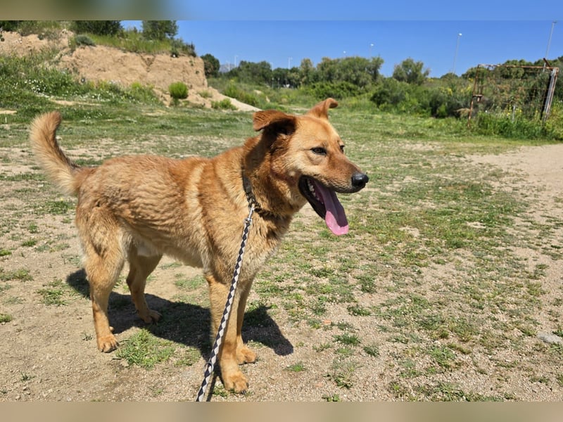 Ruggine - ein Traum- und Mitmachhund