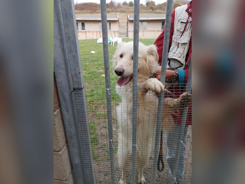 Miele – honigsüß und herzerfrischend