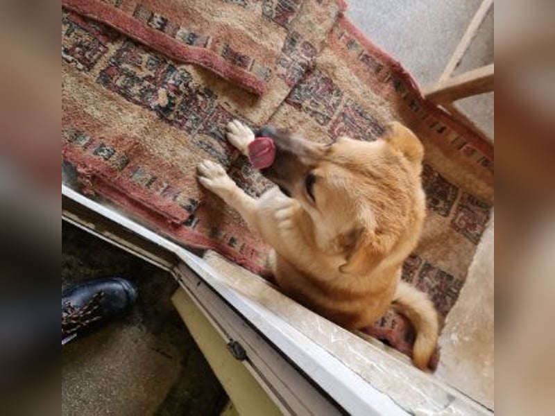 Kygo - ein Traum auf 4 Pfoten