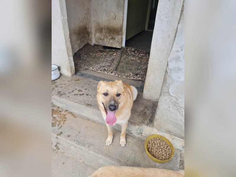 Kygo - ein Traum auf 4 Pfoten