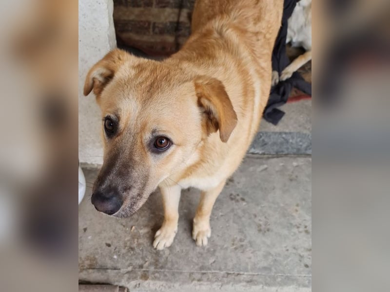 Kygo - ein Traum auf 4 Pfoten