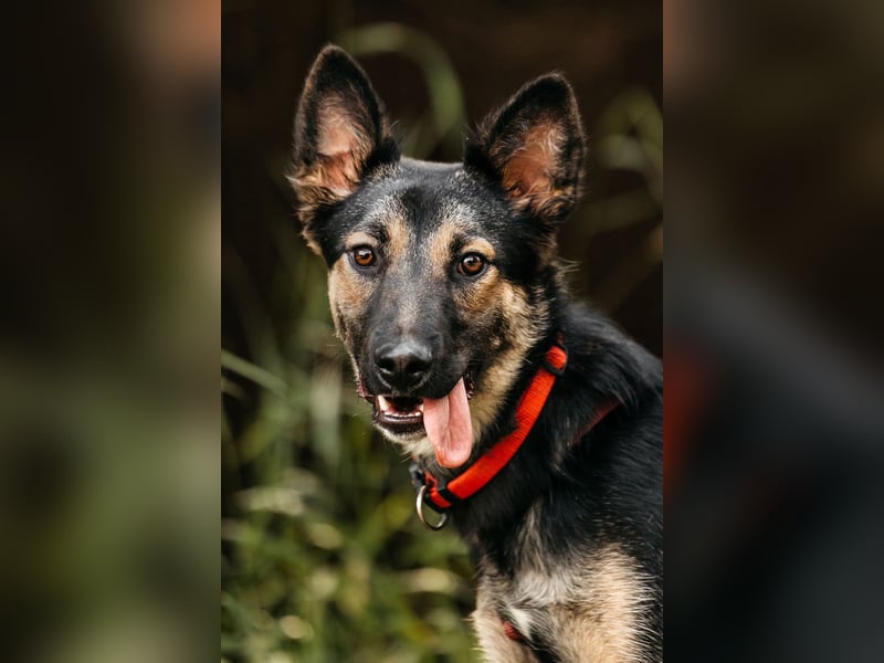 Fröhliche Ajka sucht liebevolles Zuhause