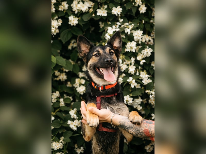 Fröhliche Ajka sucht liebevolles Zuhause