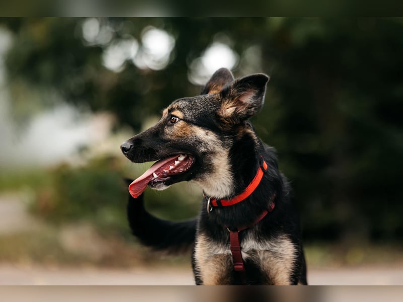 Fröhliche Ajka sucht liebevolles Zuhause