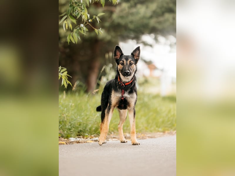 Fröhliche Ajka sucht liebevolles Zuhause