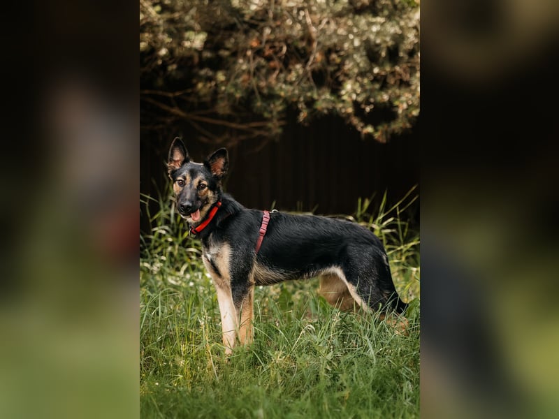 Fröhliche Ajka sucht liebevolles Zuhause