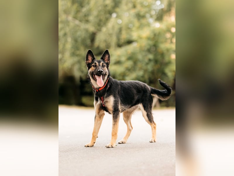 Fröhliche Ajka sucht liebevolles Zuhause