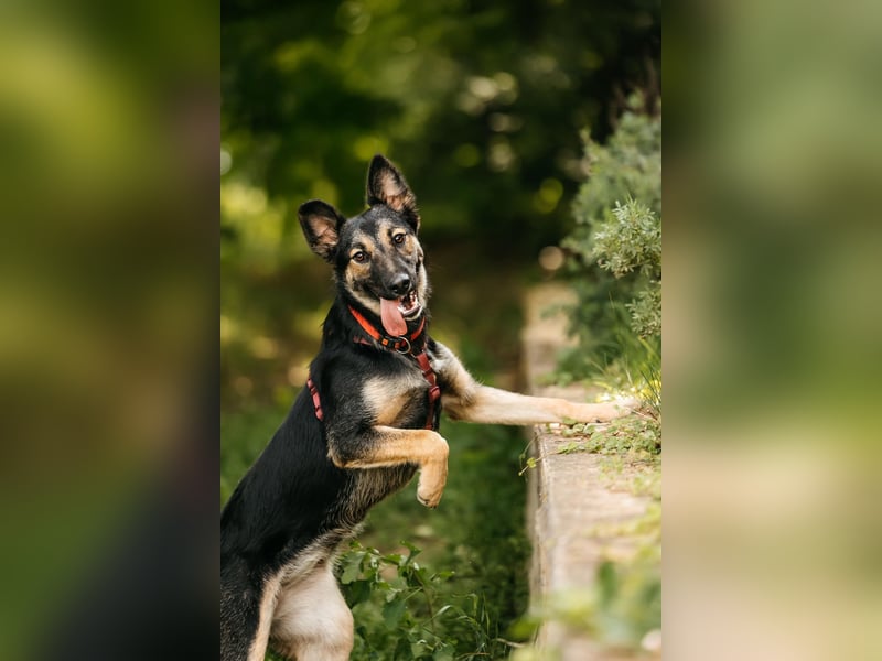 Fröhliche Ajka sucht liebevolles Zuhause