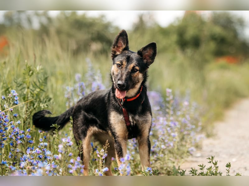 Fröhliche Ajka sucht liebevolles Zuhause