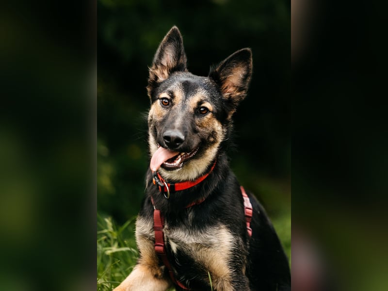 Fröhliche Ajka sucht liebevolles Zuhause