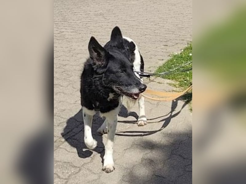 - Sarra wartet in 70619 Stuttgart -
