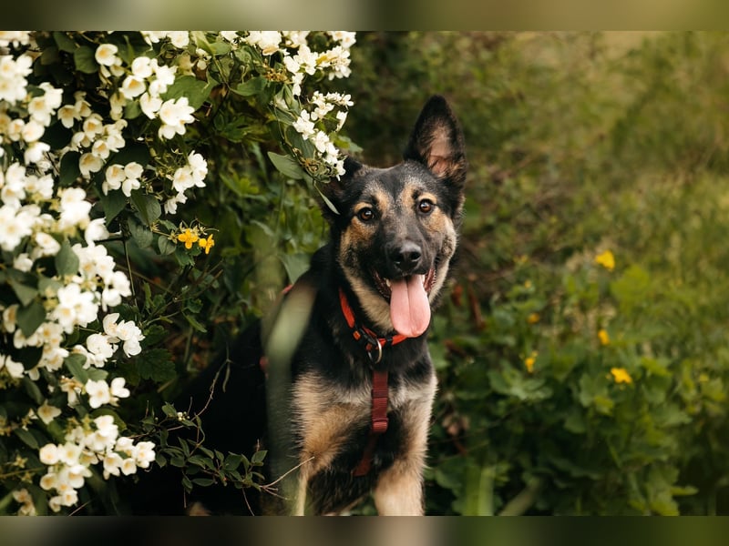 Fröhliche Ajka sucht liebevolles Zuhause