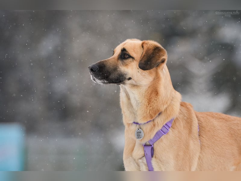 Ruhiges Zuhause für Lutik gesucht