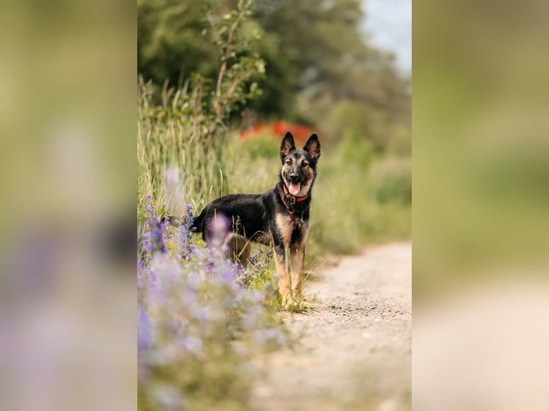 Fröhliche Ajka sucht liebevolles Zuhause