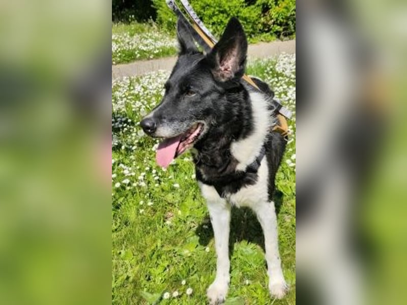- Sarra wartet in 70619 Stuttgart -