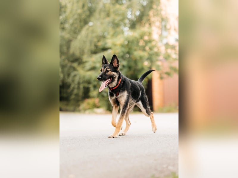 Fröhliche Ajka sucht liebevolles Zuhause