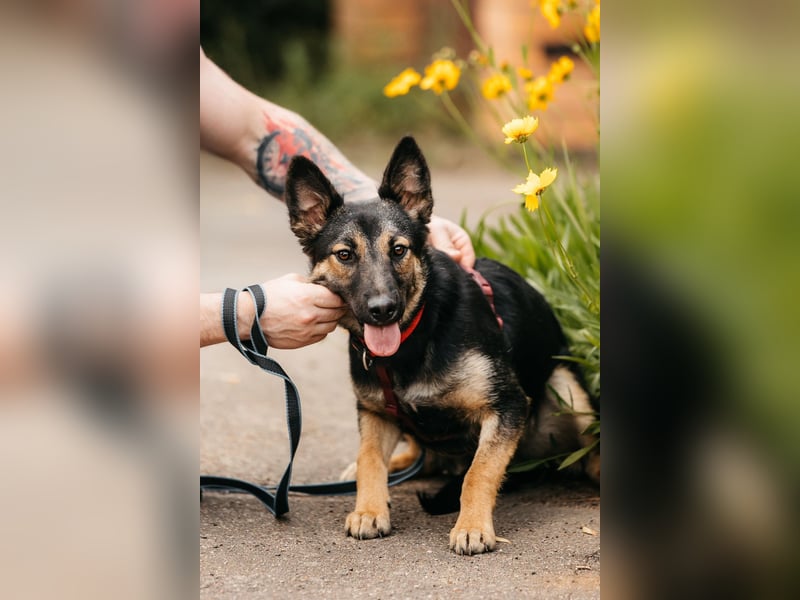 Fröhliche Ajka sucht liebevolles Zuhause