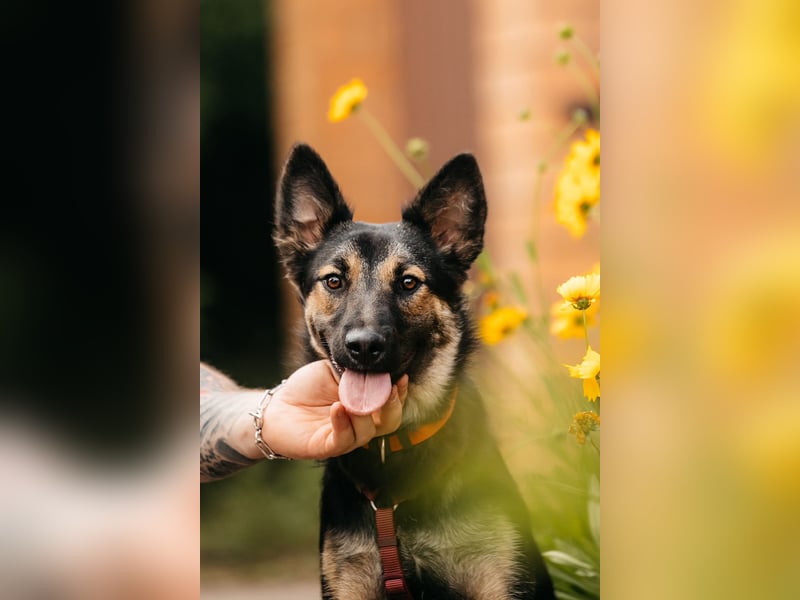 Fröhliche Ajka sucht liebevolles Zuhause