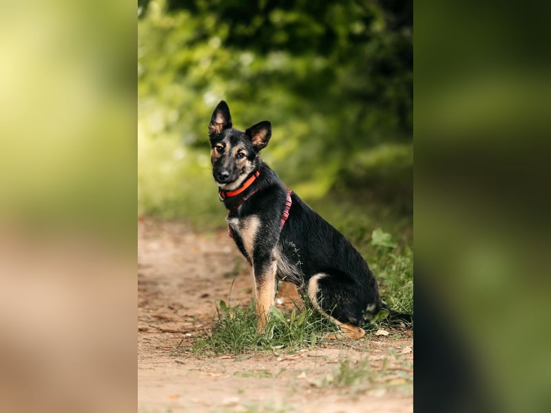 Fröhliche Ajka sucht liebevolles Zuhause