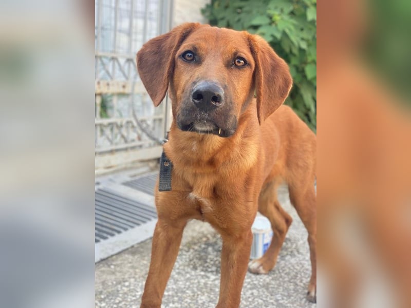 Cito, geb. ca. 02/2025, lebt in GRIECHENLAND, im städt. Tierheim Serres