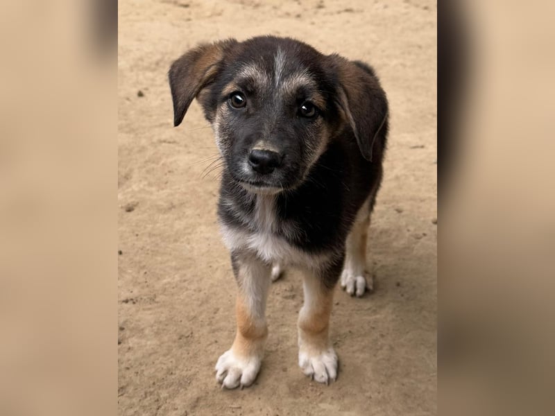 Pepito, geb. ca. 08/2025, lebt in GRIECHENLAND, auf einer privaten Pflegestelle