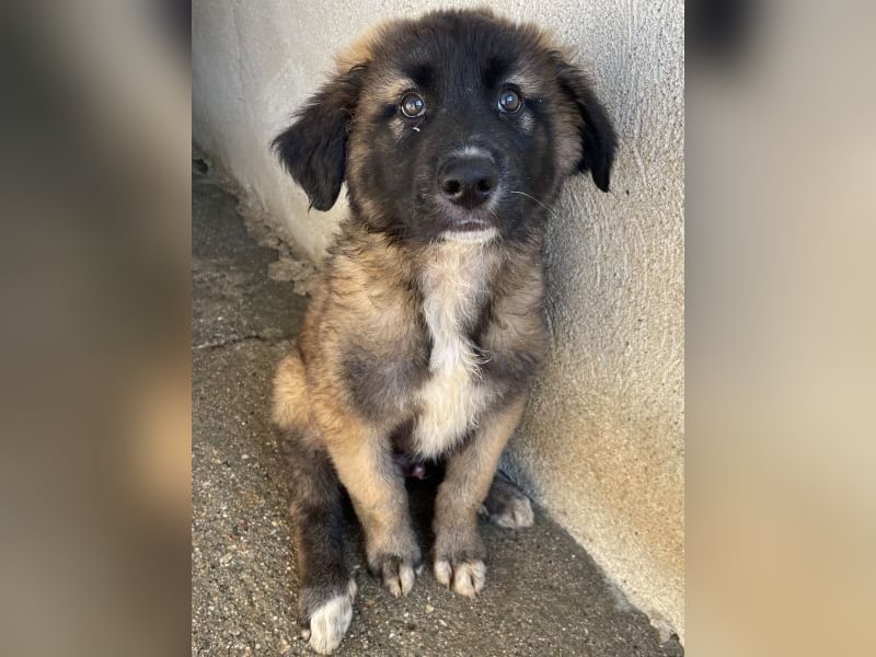 Mickey, geb. ca. 03/2026 , lebt in GRIECHENLAND, im städt. Tierheim Serres