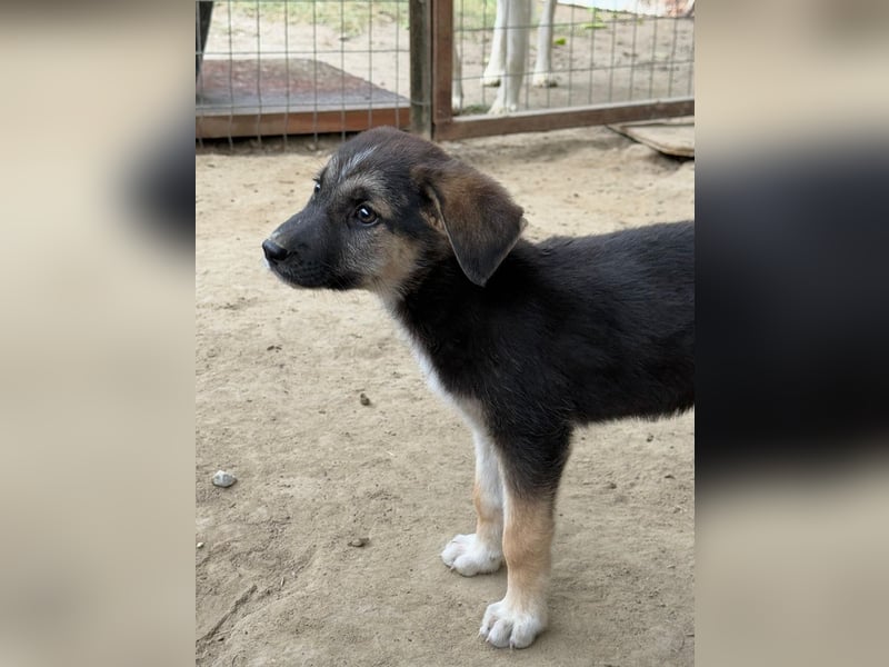 Pepito, geb. ca. 08/2025, lebt in GRIECHENLAND, auf einer privaten Pflegestelle