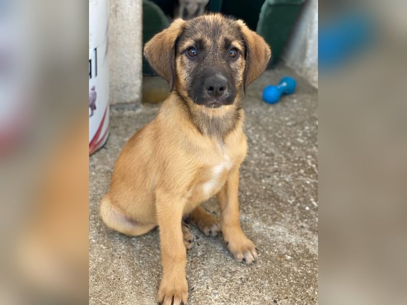 Maverick, geb. ca. 07/2025, lebt in GRIECHENLAND, im städt. Tierheim Serres