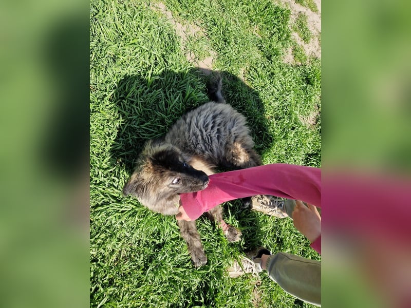 Zoya quirliges Hundemädel